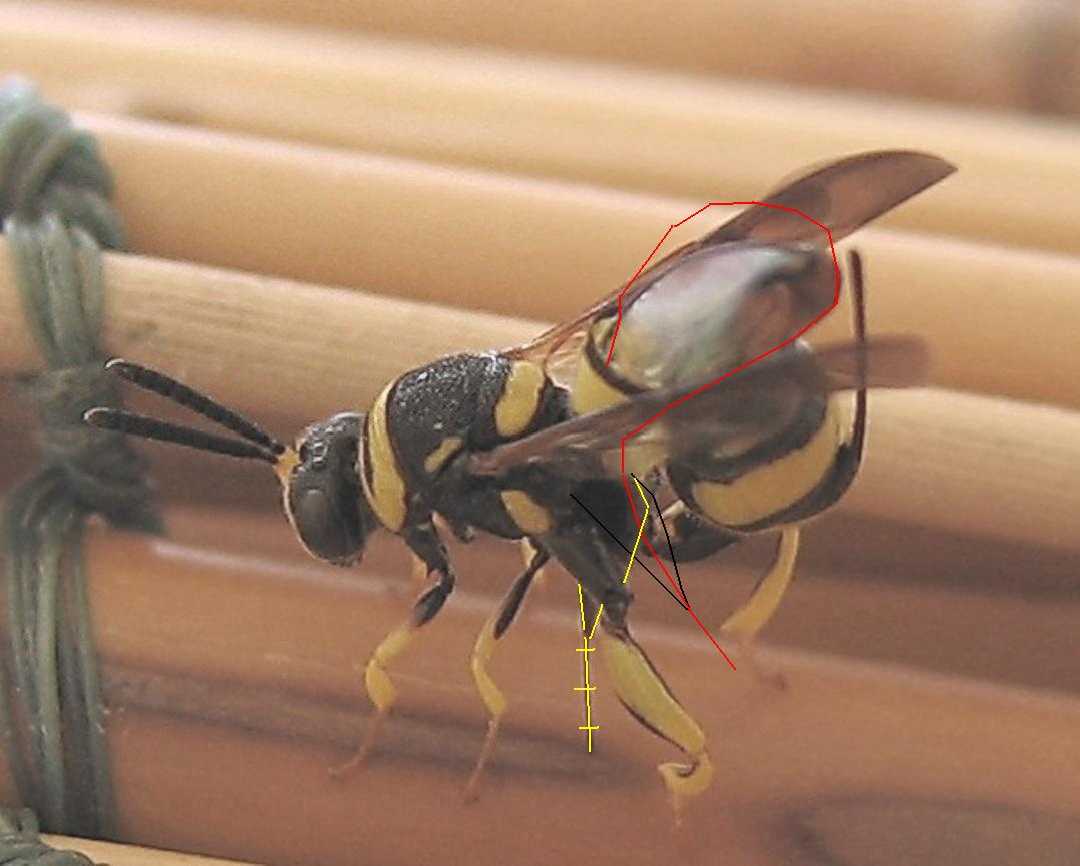 Ovideposizione Leucospis dorsigera (Leucospidae)